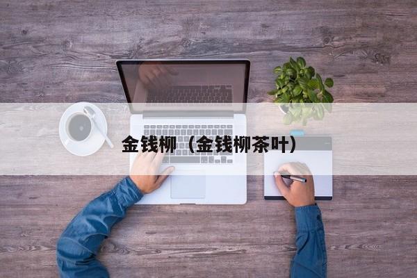 金钱柳（金钱柳茶叶）